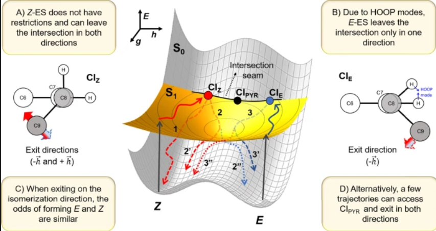 Direct structural observation of ultrafast photoisomerization dynamics in sinapate esters