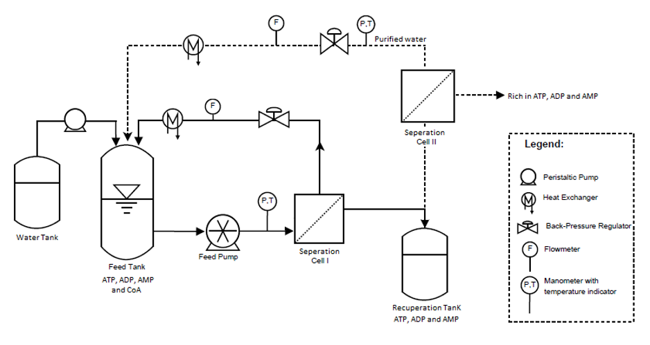 Method for purifying high molecular weight adenosine-based coenzymes by tangential diafiltration 
