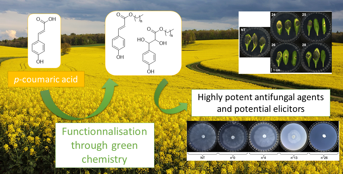 Chemo-Enzymatic Synthesis and Biological Assessment of p-Coumarate Fatty Esters: New Antifungal Agents for Potential Plant Protection