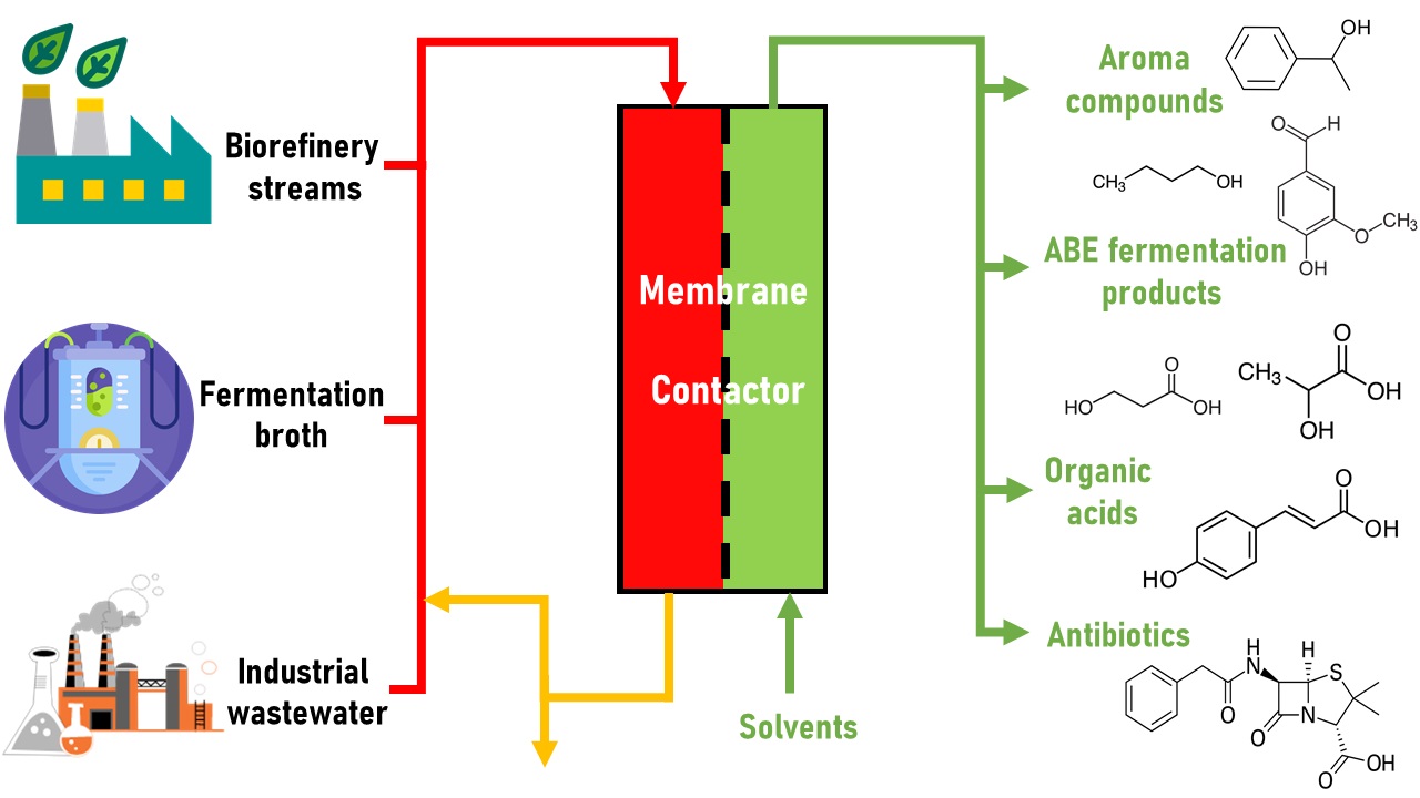 Membrane contactors-assisted liquid-liquid extraction of biomolecules from biorefinery liquid streams: A case study on organic acids