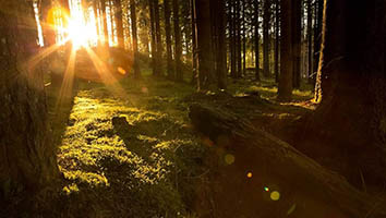 Biobased UV Filters and Antioxidants