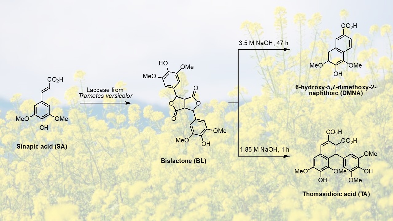 A sustainable preparative-scale chemo-enzymatic synthesis of 6-hydroxy-5,7-dimethoxy-2-naphthoic acid (DMNA) from sinapic acid