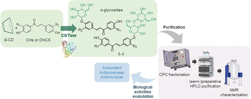 Sustainable and Scalable Enzymatic Production, Structural Elucidation, And Biological Evaluation of Novel Phlorizin Analogues