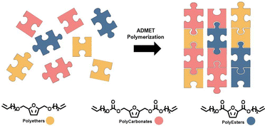 Exploring the versatility of novel furan-based α,ω-diene carbonate monomers: synthesis, (co-)polymerization, and comparative study