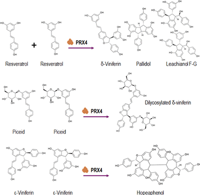 Peroxidase 4-Based Enzymatic Synthesis of Stilbene Oligomers in Methyl Jasmonate-Elicited Grapevine Cell Suspensions