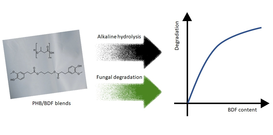 Impact of Bis-O-dihydroferuloyl-1,4-butanediol Content on the Chemical, Enzymatic and Fungal Degradation Processes of Poly(3-hydroxybutyrate)