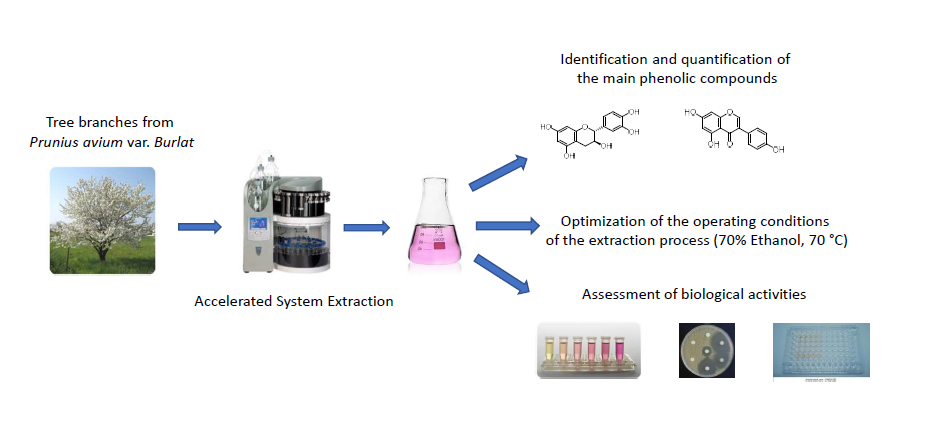 Phenolic Compounds Extracted from Cherry Tree (<i>Prunus avium</i>) Branches: Impact of the Process on Cosmetic Properties