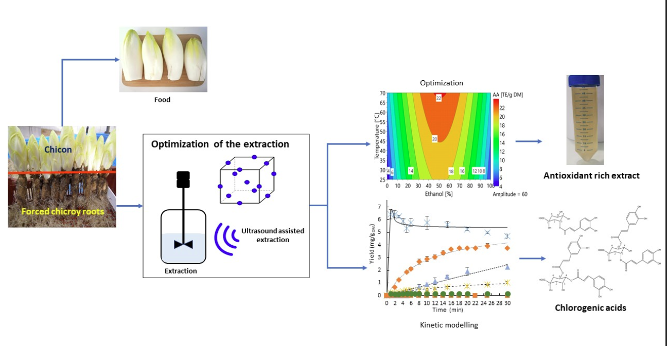 Optimization of Extraction Conditions to Improve Chlorogenic Acid Content and Antioxidant Activity of Extracts from Forced Witloof Chicory Roots