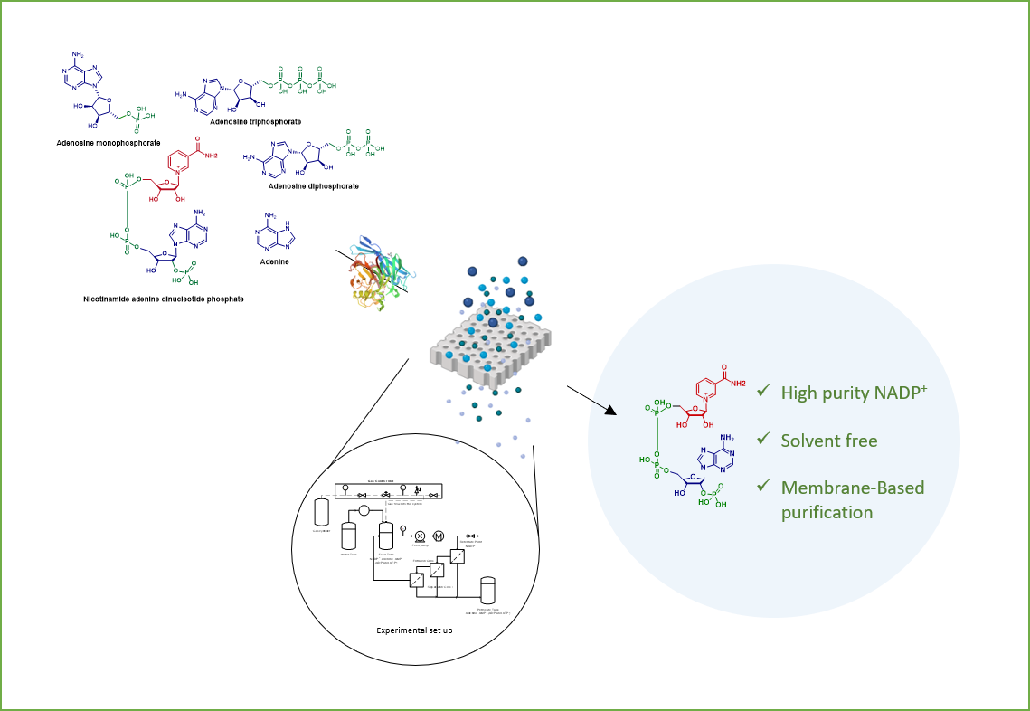 Combining the Power of Biocatalysis and Membrane-Based Purification To Access NADP<sup>+</sup>