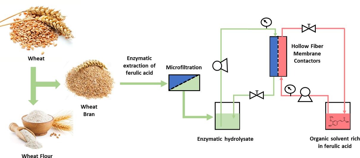 Investigation of ferulic acid recovery from enzymatic hydrolysate of wheat bran using various solvents and liquid-liquid extraction assisted by membrane contactor
