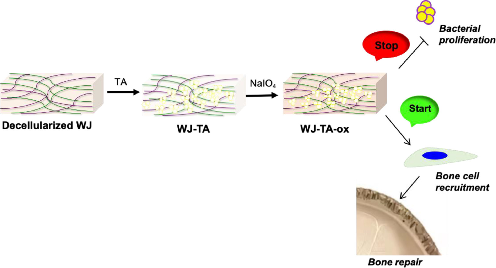 Harnessing the Wharton's jelly membrane osteo-biocompatibility by a tannic acid cross-linking