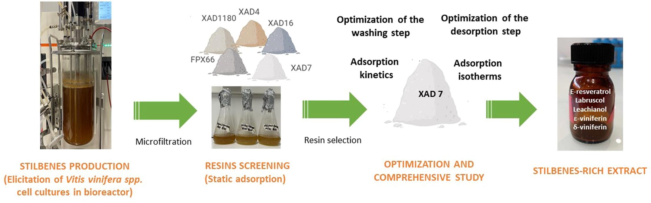 Optimizing stilbene recovery from cell cultures media: A comprehensive study of the adsorption process
